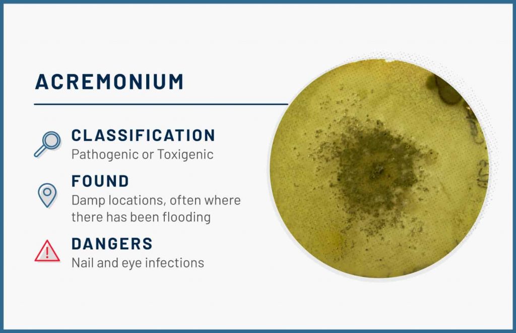 types of mold acremonium 1