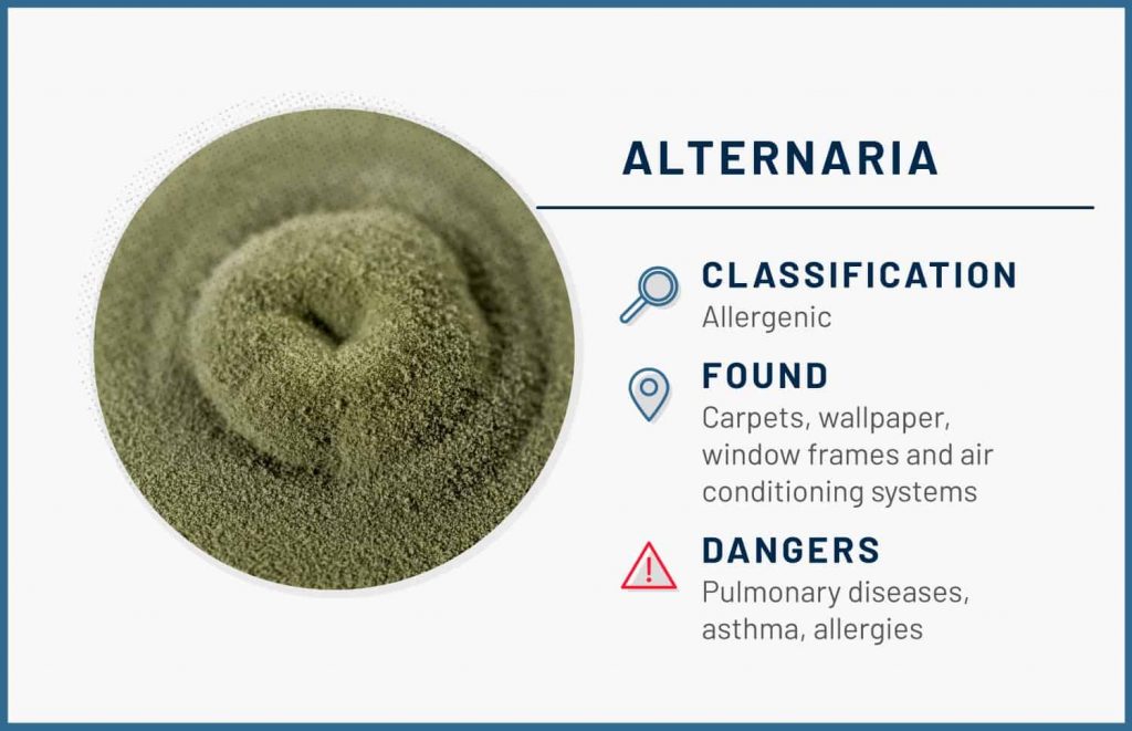 types of mold alternaria 1