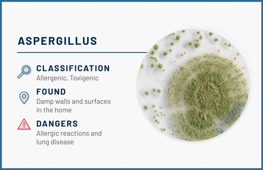 types of mold aspergillus 1