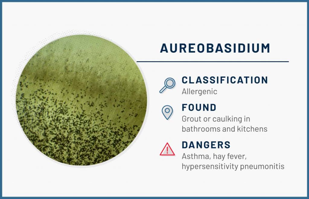 types of mold aureobasidium 1