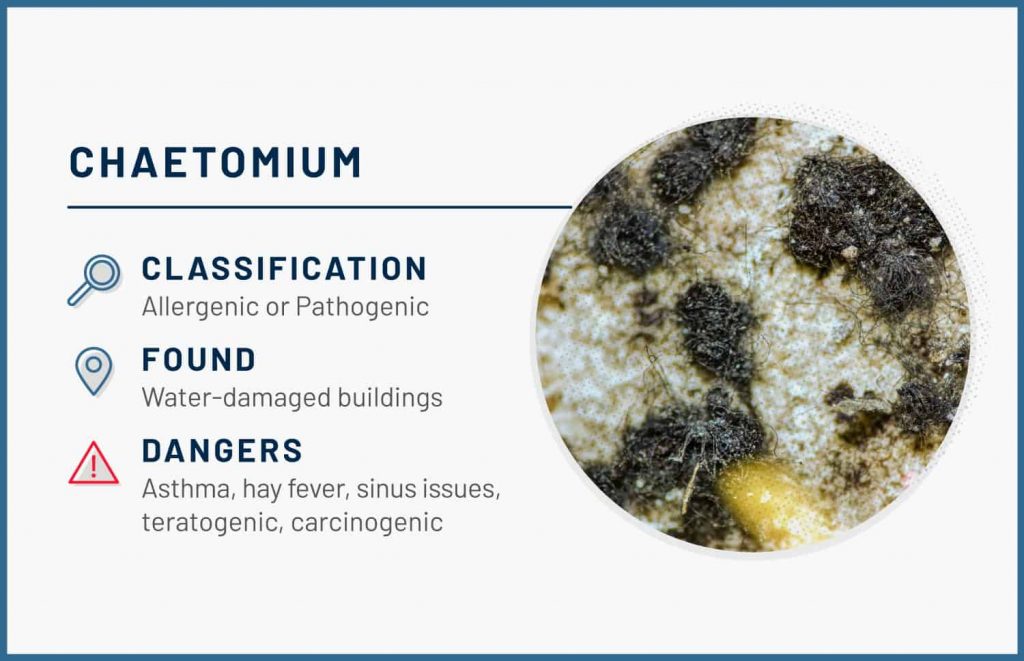 types of mold chaetomium 1