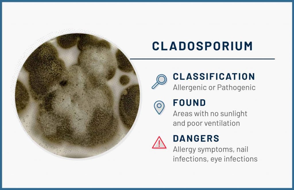 types of mold cladosporium 1