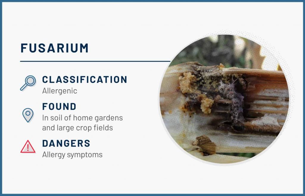 types of mold fusarium 1
