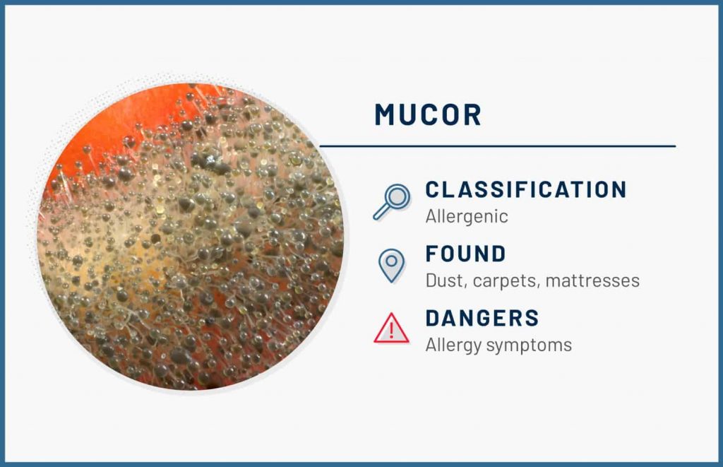 types of mold mucor 1 1