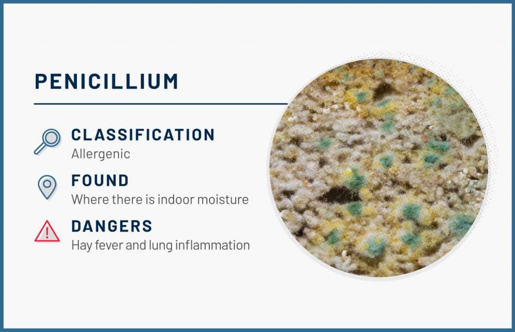 types of mold penicillium 1