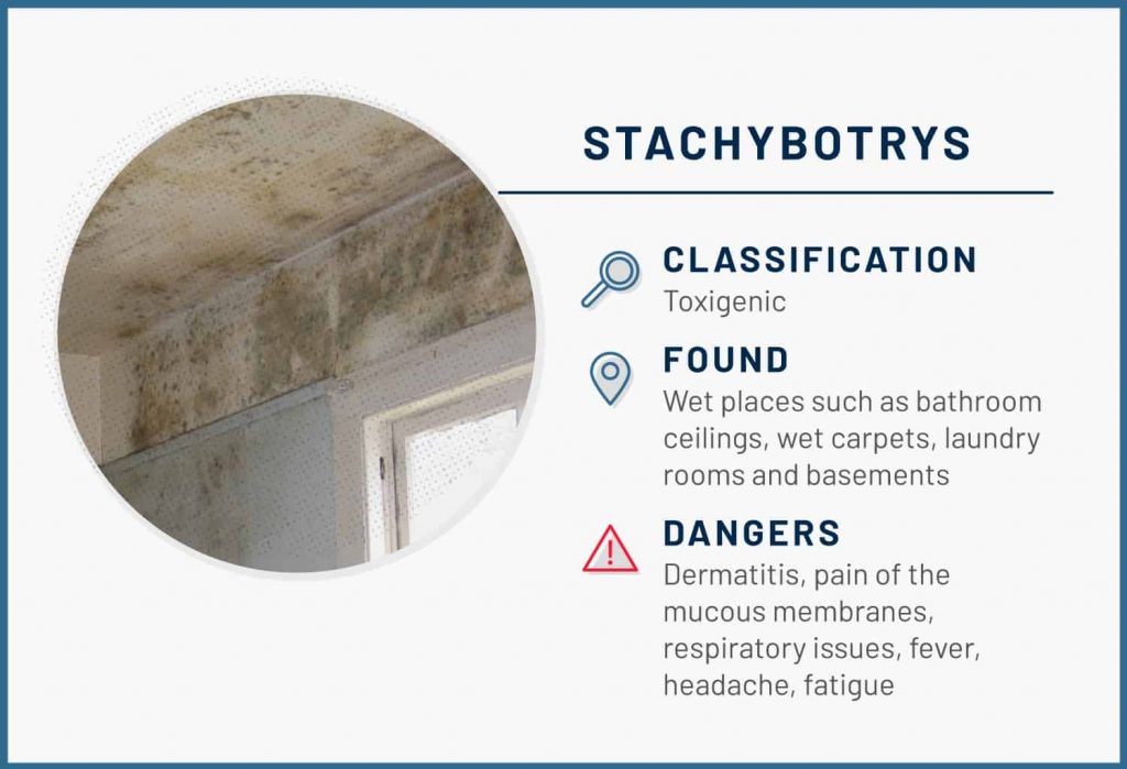 types of mold stachybotrys 1