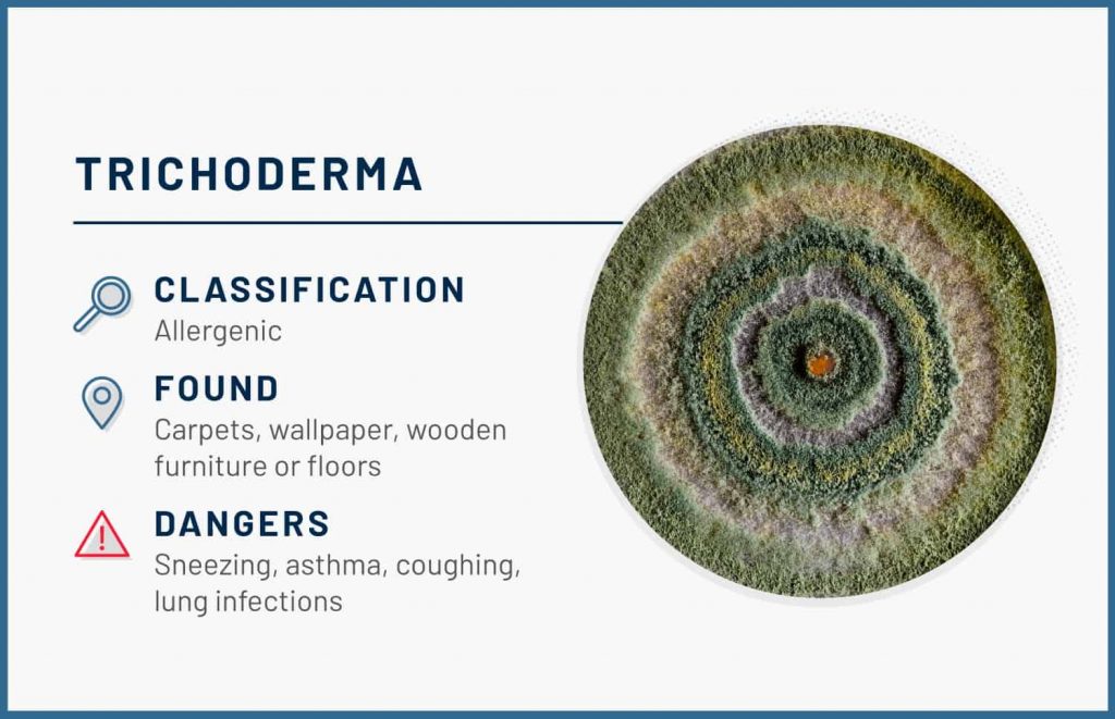 types of mold trichoderma 1