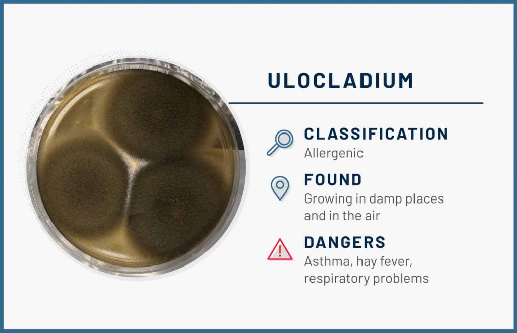 types of mold ulocladium 1